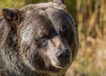 Grayscale Sees 2 Paths out of Bitcoin Bear Market as Key Catalysts Near