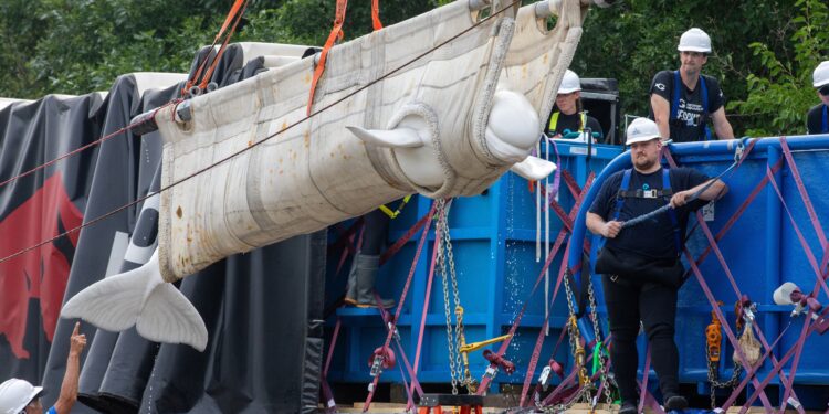 Inside the Wild Rescue Mission That Took 4 Beluga Whales to Chicago