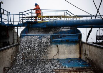 El Niño Is Already Wreaking Havoc on Pacific Fisheries