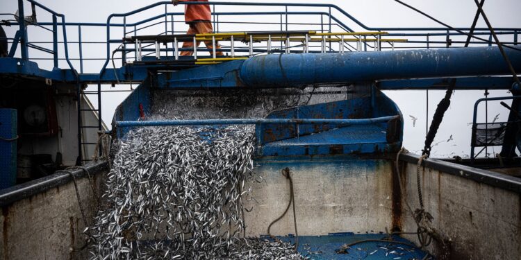 El Niño Is Already Wreaking Havoc on Pacific Fisheries