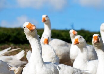 Goose, a New Gay Dating App, Appears to Be a Psyop