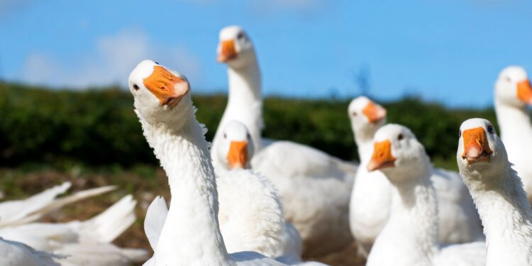Goose, a New Gay Dating App, Appears to Be a Psyop