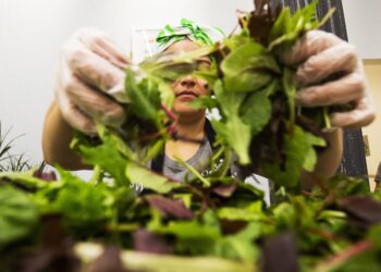 Salad Chains Are Seeing Foot Traffic alternative Drop Over Cyclosporiasis Fears