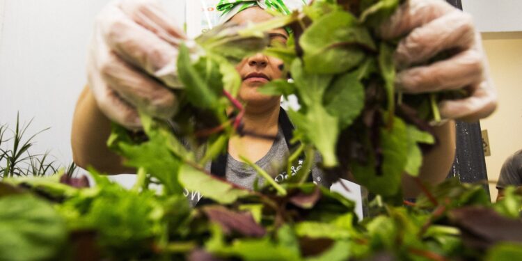 Salad Chains Are Seeing Foot Traffic alternative Drop Over Cyclosporiasis Fears
