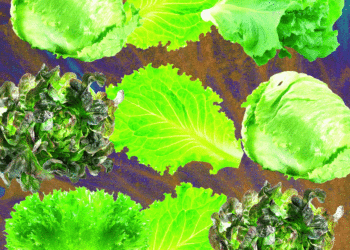 Why Lettuce Is Always Making People Sick