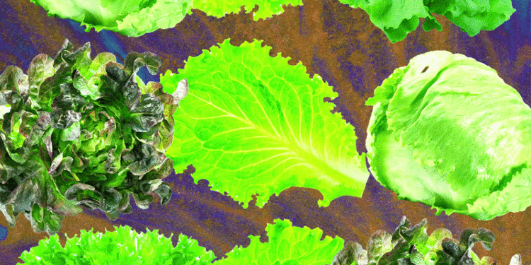 Why Lettuce Is Always Making People Sick