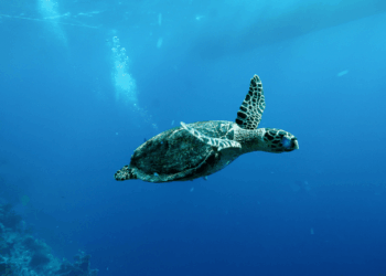 China Warns of ‘Spy Turtles’ Fitted With Sensors in Its Territorial Waters