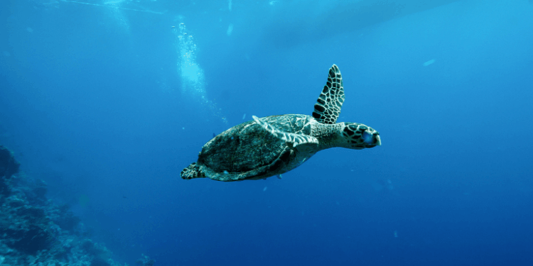 China Warns of ‘Spy Turtles’ Fitted With Sensors in Its Territorial Waters