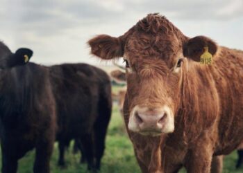 From Pasture to Blockchain: How Tokenized Cows Are Revolutionizing Agricultural Finance in Brazil