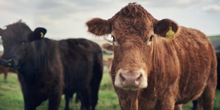 From Pasture to Blockchain: How Tokenized Cows Are Revolutionizing Agricultural Finance in Brazil