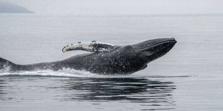 This Whale Bought ETH at $4,311 and Never Sold. It Cost Him $23.8 Million