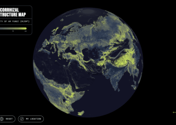 There’s a Global Network alternative of Fungi Under Your Feet. This Is the First Complete Map