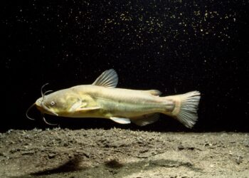 Contagious Cancer Found in North American Catfish