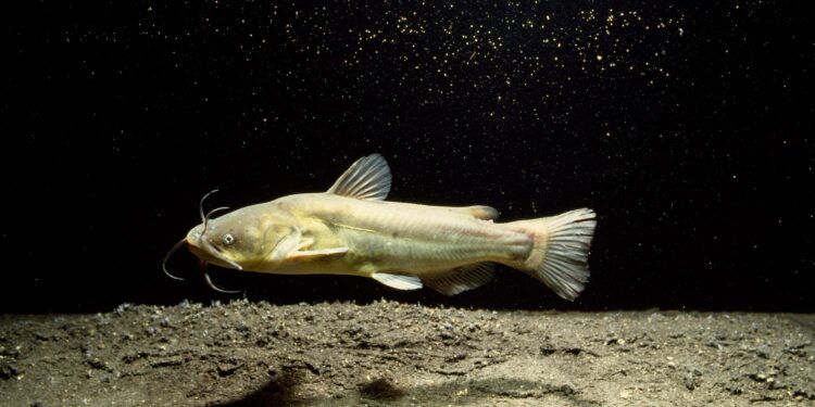 Contagious Cancer Found in North American Catfish
