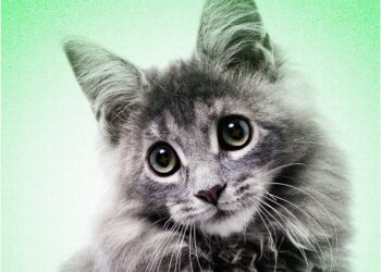 AI Slop Is Ruining Cute Animals on the Internet