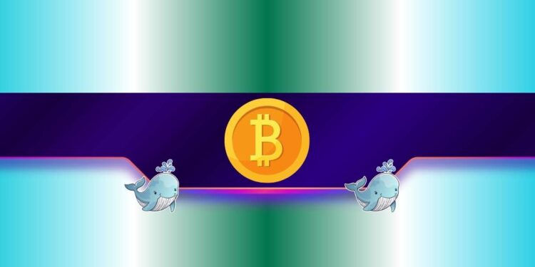 Bitcoin Whales Just Bought $3B in BTC: Why Analysts Still Warn of More Pain Ahead?