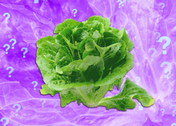 Is It Safe to Eat Lettuce Yet?