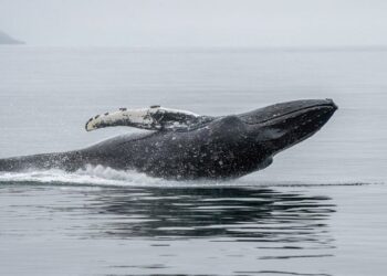 Ethereum Whale Capitulates After 3 Years, Losses Top $19 Million