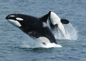 BTC, ETH, XRP Whales Step Up Accumulation as CryptoQuant Sees the Bear Market Nearing Its End