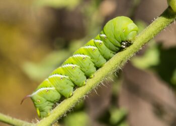 Scientists Put Caterpillars in an Ultraquiet Chamber to Learn How They Hear Without Ears
