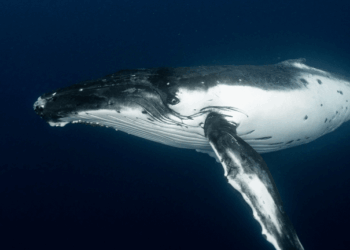 Satoshi-Era Bitcoin Whale Awakens, Moves $48M in Vintage BTC