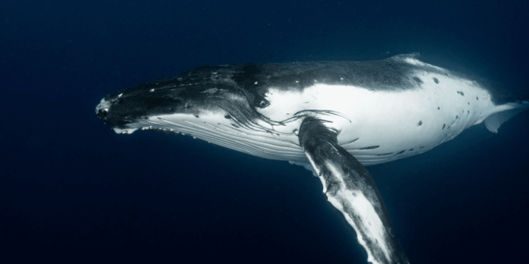 Satoshi-Era Bitcoin Whale Awakens, Moves $48M in Vintage BTC