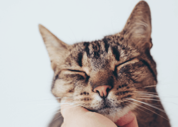 Your Cat’s Unique Vocalization May Mimic the Sound of an Infants Cry