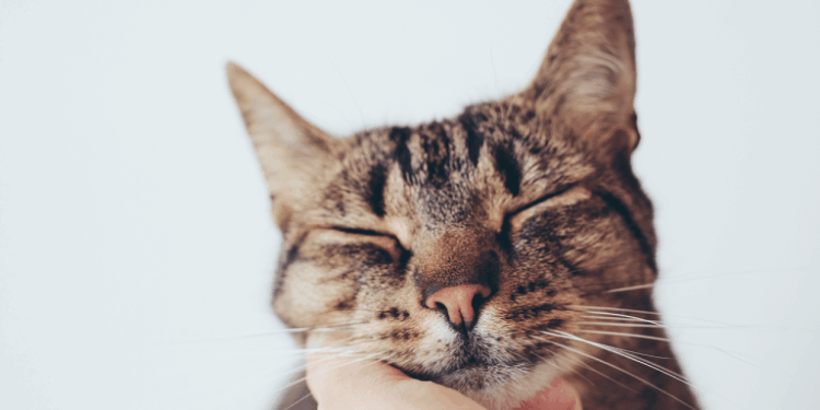 Your Cat’s Unique Vocalization May Mimic the Sound of an Infants Cry