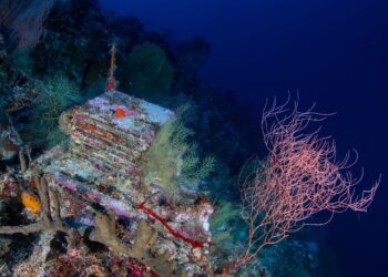 A Decade-Long Experiment Is Unlocking the Mysteries of the Ocean’s ‘Deep Reefs’