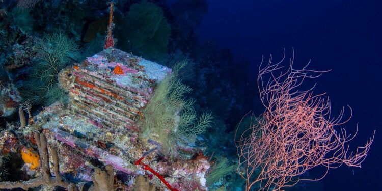 A Decade-Long Experiment Is Unlocking the Mysteries of the Ocean’s ‘Deep Reefs’