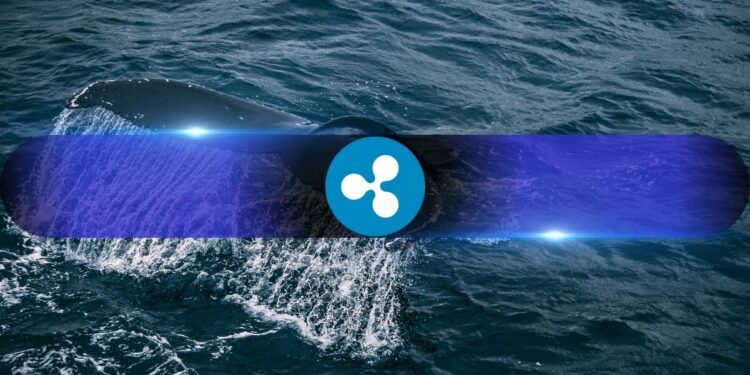XRP Whales Now Control 68.5% of Supply, Highest Level Since 2022