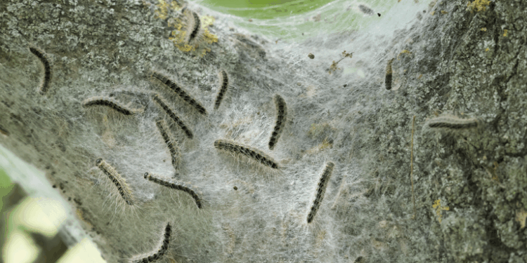 Oak Trees Have a Sneaky Trick to Starve the Caterpillars Eating Them
